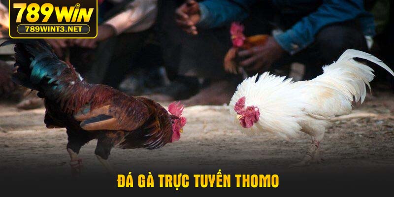 Đá gà trực tuyến Thomo được nhiều người chơi yêu thích