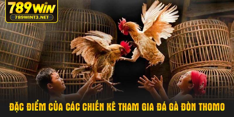 Đặc điểm của các chiến kê tham gia đá gà đòn Thomo