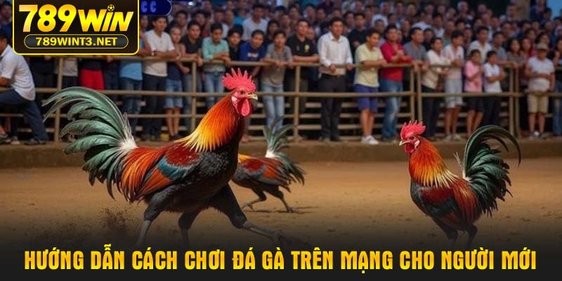 Hướng dẫn cách chơi đá gà trên mạng cho người mới
