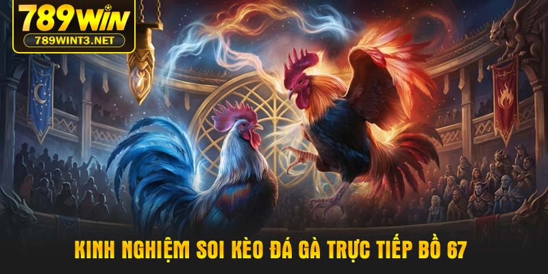Kinh nghiệm soi kèo đá gà trực tiếp bồ 67