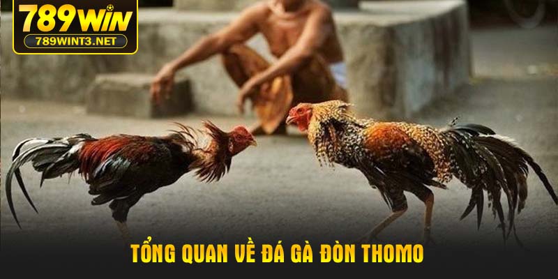Tổng quan về Đá gà đòn Thomo